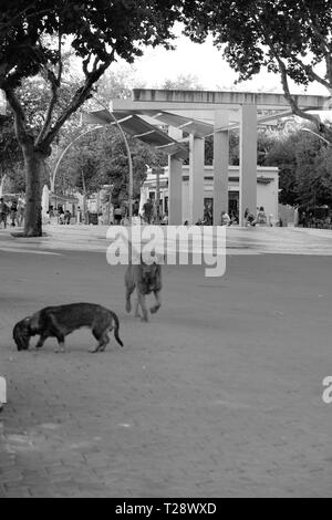 Les chiens courir à Séville Banque D'Images