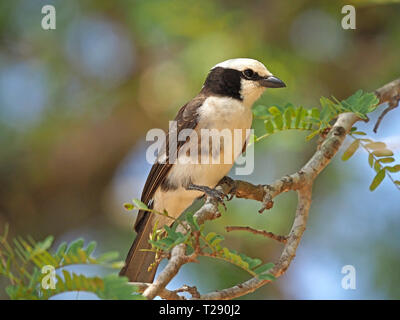 Portrait détaillé d'une Blanche du Nord (Eurocephalus ruppelli Bush migratrice) perché dans un tamarinier à Satao Camp l'Est de Tsavo NP,Kenya,Afrique Banque D'Images