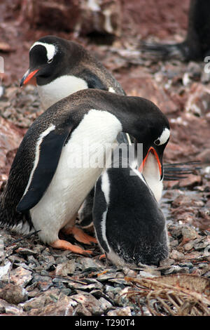 Pinguin Gentoo Banque D'Images