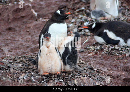 Pinguin Gentoo Banque D'Images