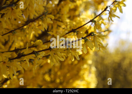 Un plan macro sur certains forsythia en fleur. bush Banque D'Images