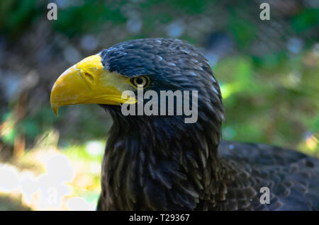 À la profonde d'un aigle royal isolée sur un arrière-plan flou agréable Banque D'Images