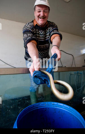 David pêcheur McCreadie tenant une anguille fraîchement pêché comme il le transfère dans un réservoir à sa ferme sur l'Anglesey, dans le nord du Pays de Galles, pendant la saison de pêche. Pris à l'aide d'un verveux traditionnels, les anguilles sont alors transférés dans des réservoirs avant d'être tués, vidés et préparés pour le marché du Derimon à Mr McCreadie Smokery sur l'île. Avec une baisse de 95  % le nombre d'anguilles en Angleterre et au Pays de Galles, il est à craindre que cette tradition ancienne peut être menacée. Banque D'Images