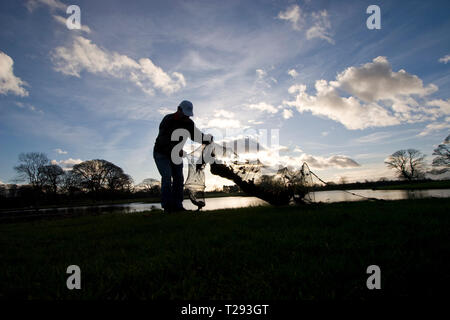 David pêcheur McCreadie efface un verveux traditionnelle de feuilles et de débris à l'orée d'un petit lac intérieur sur Anglesey, au nord du Pays de Galles, pendant la saison de pêche. Une fois capturés, les anguilles sont transférés dans des réservoirs avant d'être tués, vidés et préparés pour le marché du Derimon à Mr McCreadie Smokery sur l'île. Avec une baisse de 95  % le nombre d'anguilles en Angleterre et au Pays de Galles, il est à craindre que cette tradition ancienne peut être menacée. Banque D'Images