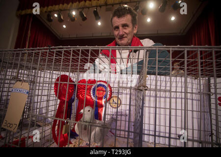 Norman Perry, de Port Talbot, Pays de Galles, en photo avec son pigeonnier qui a remporté le prix du champion suprême à l'assemblée annuelle de l'Association Colombophile Royal Show de l'année aux Winter Gardens, Blackpool. Cette exposition de deux jours a lieu chaque année, à Blackpool et attire 4000 inscriptions de pigeon fanciers de partout dans le monde. L'événement de deux jours a attiré 20 000 spectateurs et concurrents. Banque D'Images