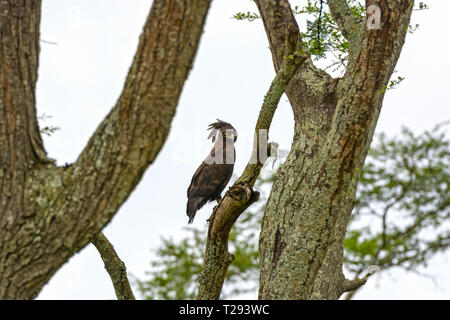 Harpie huppée depuis longtemps dans la savane en Ouganda Banque D'Images