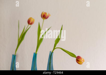 Trois tulipes jaune rouge en vases bleus devant un arrière-plan lumineux flous.. Banque D'Images