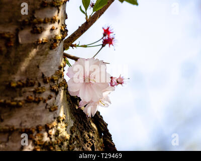Les jeunes de plus en plus de germes Cherry Tree Trunk montrant quelques fleurs. Focus sélectif et l'arrière-plan flou Banque D'Images