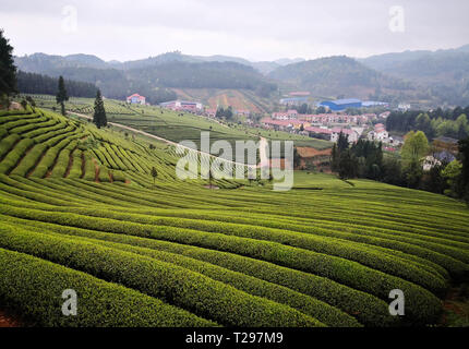 Yuqing, province du Guizhou en Chine. Mar 31, 2018. Photo prise avec un téléphone portable montre les champs de thé dans la ville de Songyan Yuqing County, au sud-ouest de la province du Guizhou, en Chine, le 31 mars 2018. Les agriculteurs sont occupés à la récolte des feuilles de thé avant de le Festival Qingming pour produire les Mingqian (littéralement "pré-Qingming') plateau, qui sont faites de la toute première plateau pousses au printemps et considéré comme de haute qualité. Crédit : Yang Wenbin/Xinhua/Alamy Live News Banque D'Images