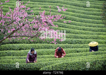 Yuqing, province du Guizhou en Chine. Mar 31, 2018. Les agriculteurs choisir les feuilles de thé dans la ville de Songyan Yuqing County, au sud-ouest de la province du Guizhou, en Chine, le 31 mars 2018. Les agriculteurs sont occupés à la récolte des feuilles de thé avant de le Festival Qingming pour produire les Mingqian (littéralement "pré-Qingming') plateau, qui sont faites de la toute première plateau pousses au printemps et considéré comme de haute qualité. Crédit : Yang Wenbin/Xinhua/Alamy Live News Banque D'Images