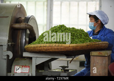 Yuqing, province du Guizhou en Chine. Mar 31, 2018. Un processus de travail les feuilles de thé dans la ville de Songyan Yuqing County, au sud-ouest de la province du Guizhou, en Chine, le 31 mars 2018. Les agriculteurs sont occupés à la récolte des feuilles de thé avant de le Festival Qingming pour produire les Mingqian (littéralement "pré-Qingming') plateau, qui sont faites de la toute première plateau pousses au printemps et considéré comme de haute qualité. Crédit : Yang Wenbin/Xinhua/Alamy Live News Banque D'Images