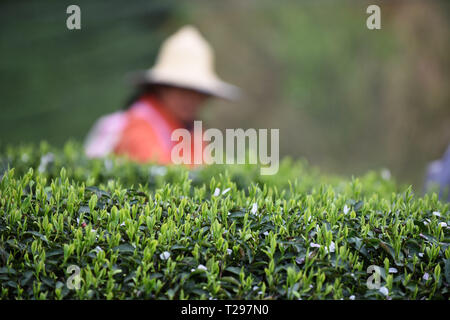 Yuqing, province du Guizhou en Chine. Mar 31, 2018. Un agriculteur choisit les feuilles de thé dans la ville de Songyan Yuqing County, au sud-ouest de la province du Guizhou, en Chine, le 31 mars 2018. Les agriculteurs sont occupés à la récolte des feuilles de thé avant de le Festival Qingming pour produire les Mingqian (littéralement "pré-Qingming') plateau, qui sont faites de la toute première plateau pousses au printemps et considéré comme de haute qualité. Crédit : Yang Wenbin/Xinhua/Alamy Live News Banque D'Images