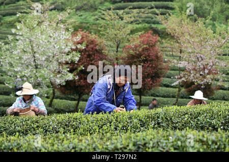 Yuqing, province du Guizhou en Chine. Mar 31, 2018. Les agriculteurs choisir les feuilles de thé dans la ville de Songyan Yuqing County, au sud-ouest de la province du Guizhou, en Chine, le 31 mars 2018. Les agriculteurs sont occupés à la récolte des feuilles de thé avant de le Festival Qingming pour produire les Mingqian (littéralement "pré-Qingming') plateau, qui sont faites de la toute première plateau pousses au printemps et considéré comme de haute qualité. Crédit : Yang Wenbin/Xinhua/Alamy Live News Banque D'Images