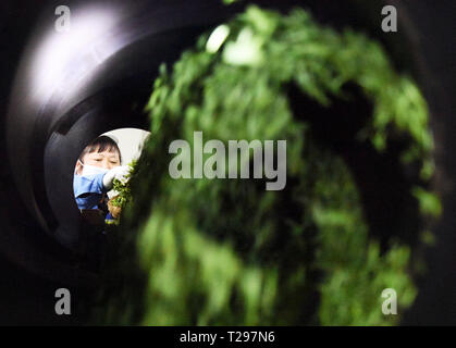 Yuqing, province du Guizhou en Chine. Mar 31, 2018. Un processus de travail les feuilles de thé dans la ville de Songyan Yuqing County, au sud-ouest de la province du Guizhou, en Chine, le 31 mars 2018. Les agriculteurs sont occupés à la récolte des feuilles de thé avant de le Festival Qingming pour produire les Mingqian (littéralement "pré-Qingming') plateau, qui sont faites de la toute première plateau pousses au printemps et considéré comme de haute qualité. Crédit : Yang Wenbin/Xinhua/Alamy Live News Banque D'Images