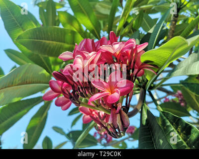 Karon, Thaïlande. Feb 26, 2019. Un frangipani rose fleurit sur un domaine à la plage de Karon. Le Frangipani Plumeria appartient au genre dans la sous-famille des Rauvolfioideae dans la famille du chien empoisonnent les plantes (Apocynaceae). Crédit : Alexandra Schuler/dpa/Alamy Live News Banque D'Images