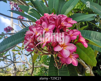 Karon, Thaïlande. 06Th Mar, 2019. Un frangipani rose fleurit sur un domaine à la plage de Karon. Le Frangipani Plumeria appartient au genre dans la sous-famille des Rauvolfioideae dans la famille du chien empoisonnent les plantes (Apocynaceae). Crédit : Alexandra Schuler/dpa/Alamy Live News Banque D'Images