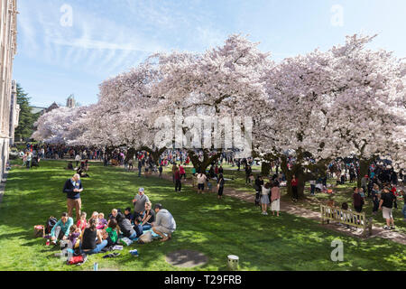 Seattle, Washington : des milliers de visiteurs se rassemblent à l'Université de Washington comme le quad cerisiers atteignent leur floraison. D'abord planté à l'arboretum du parc de Washington en 1939, les 39 arbres de cerise Yoshino ont été déplacé sur le Quadrangle d'arts libéraux en 1962 où ils attirent des visiteurs de partout dans le monde, chaque printemps. Crédit : Paul Christian Gordon/Alamy Live News Banque D'Images