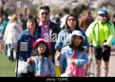 Seattle, Washington : une famille pose pour une photo à l'Université de Washington comme le quad cerisiers atteignent leur floraison. D'abord planté à l'arboretum du parc de Washington en 1939, les 39 arbres de cerise Yoshino ont été déplacé sur le Quadrangle d'arts libéraux en 1962 où ils attirent des visiteurs de partout dans le monde, chaque printemps. Crédit : Paul Christian Gordon/Alamy Live News Banque D'Images