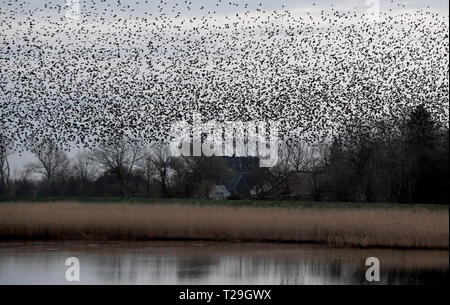 28 mars 2019, le Schleswig-Holstein, Aventoft/Højer : des milliers d'étourneaux dans un essaim de mouche sur le lac en Ruttebüller Meadows, à la frontière germano-danoise région. Chaque année, de gigantesques essaims d'étourneaux au printemps et automne attirent de nombreux touristes à la frontière sur la mer du Nord. Photo : Carsten Rehder/dpa Banque D'Images