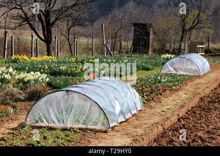 Jardin arrière avec deux petites serres utilisées pour cultiver la laitue et entouré de fleurs avec de multiples Narcisse ou jonquille fleurs blanc et jaune Banque D'Images