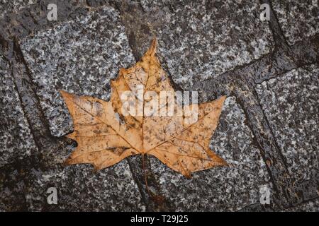 feuille d'automne, jaune doré, pose sur les briques humides, gros plan Banque D'Images