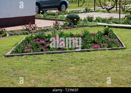 Jardin de fleurs en forme de diamant en face de la maison de famille remplie de petits Primrose pink ou Primula vulgaris ou primrose commun Banque D'Images