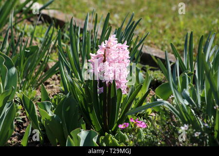 Les jacinthes ou Hyacinthus plante en plein de petites fleurs roses en fleurs complètement ouvertes de plus en racème ou spike unique Banque D'Images