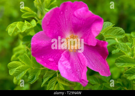 Belle fleur humide de Wild rose sur un buisson Banque D'Images