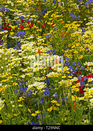 Un californien wild flower meadow avec une sélection de fleurs sauvages aux couleurs vives et naturelles Banque D'Images