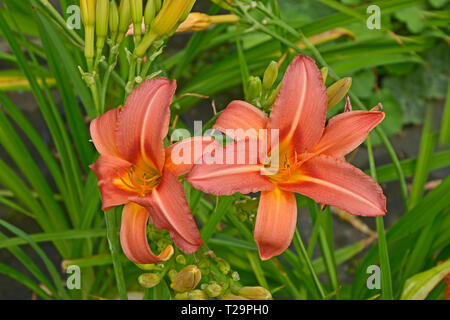 Hemerocallis 'Double Firecracker' in close up Banque D'Images