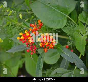 Close up d'un rouge profond soyeux Asclepias dans une fleur border Banque D'Images