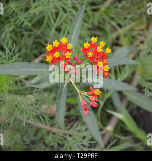 Close up d'un rouge profond soyeux Asclepias dans une fleur border Banque D'Images