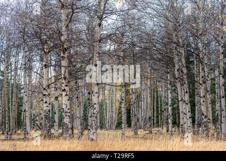 Quaking trembles (Populus tremuloides) tournent au jaune à l'automne dans le haut pays du Wyoming Banque D'Images