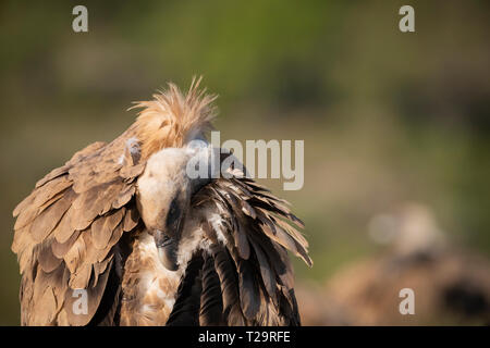 Vautour fauve (Gyps fulvus) se lissant les plumes. Lleida province. La Catalogne. L'Espagne. Banque D'Images