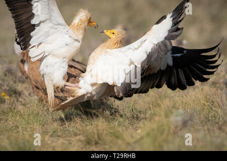 Deux percnoptère (Neophron percnopterus) combats au sol. Pre-Pyrenees. Lleida province. La Catalogne. L'Espagne. Les espèces en voie de disparition. Banque D'Images