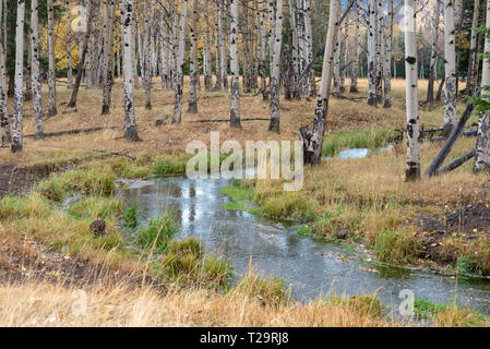 Quaking trembles (Populus tremuloides) tournent au jaune à l'automne dans le haut pays du Wyoming Banque D'Images