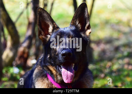 German Shepard chien tout en jouant dans le jardin. Banque D'Images