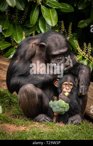 Jeune chimpanzé et Maman prendre le petit-déjeuner Banque D'Images