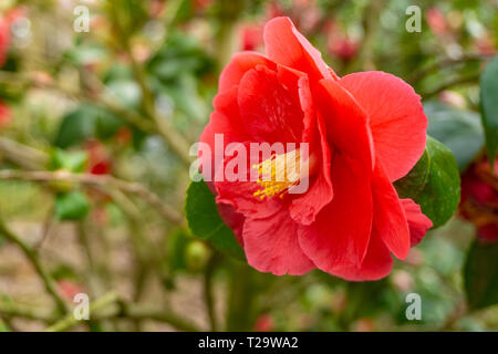 Close-up of a red Camellia japonica (liberté Bell) au printemps. Vue d'un camélia en fleurs. Camellia japonica rouge fleur. Red japanese camellia. Banque D'Images