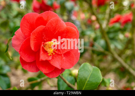 Close-up of a red Camellia japonica (liberté Bell) au printemps. Vue d'un camélia en fleurs. Camellia japonica rouge fleur. Red japanese camellia. Banque D'Images