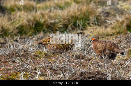 Paire de reproduction Tétras Rouge au printemps. Dans l'habitat naturel des landes. La femelle à gauche et mâle ou cockbird sur la droite. Arrière-plan flou. Banque D'Images