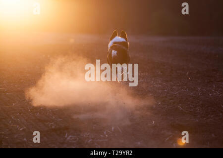 Border Collie au milieu de sauter à travers un nuage de poussière au cours d'un beau coucher du soleil Banque D'Images