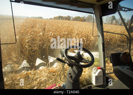 Vue sur le champ de maïs à partir de la cabine d'une moissonneuse-batteuse sur une journée ensoleillée. Poste de travail d'un conducteur de la moissonneuse-batteuse. Thème est l'agriculture et de l'agriculture. Banque D'Images