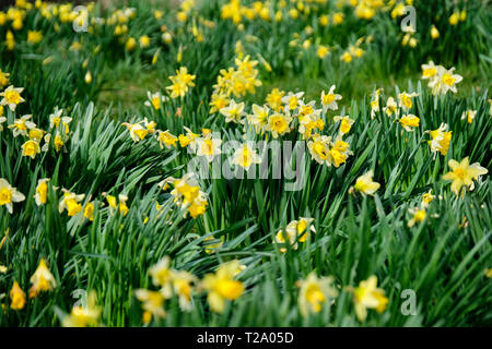 Les jonquilles à l'église Saint John's, Levens, près de Sizergh, Lake District, Cumbria Banque D'Images