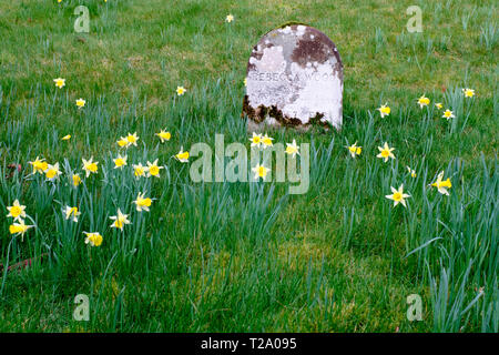 Les jonquilles au cimetière Quaker de Hawkshead, près de l'Colthouse, Hawkshead, Lake District, Cumbria Banque D'Images