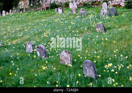 Les jonquilles au cimetière Quaker de Hawkshead, près de l'Colthouse, Hawkshead, Lake District, Cumbria Banque D'Images