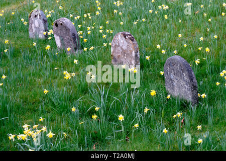 Les jonquilles au cimetière Quaker de Hawkshead, près de l'Colthouse, Hawkshead, Lake District, Cumbria Banque D'Images