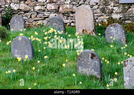 Les jonquilles au cimetière Quaker de Hawkshead, près de l'Colthouse, Hawkshead, Lake District, Cumbria Banque D'Images