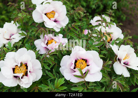 Big White anemone flowers in garden Banque D'Images