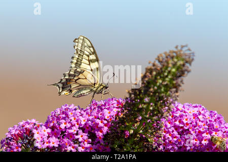 Papilio machaon) assis sur la fleur d'un arbre aux papillons en été. Banque D'Images